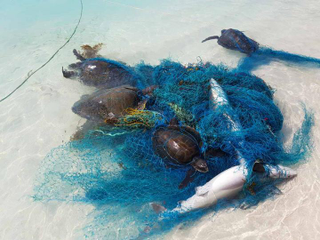 Hundreds of sharks and rays have become tangled in plastic waste in the world’s oceans, new research shows.